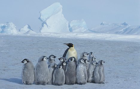 emperor-penguin-babysitter_9258