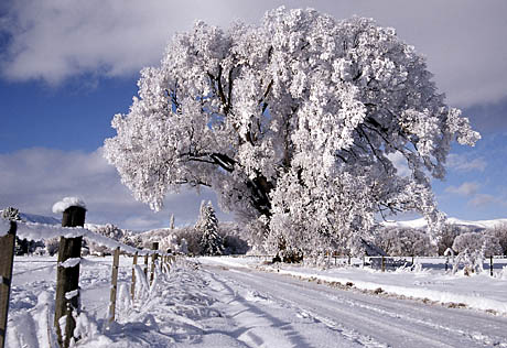 Winter_Landscape