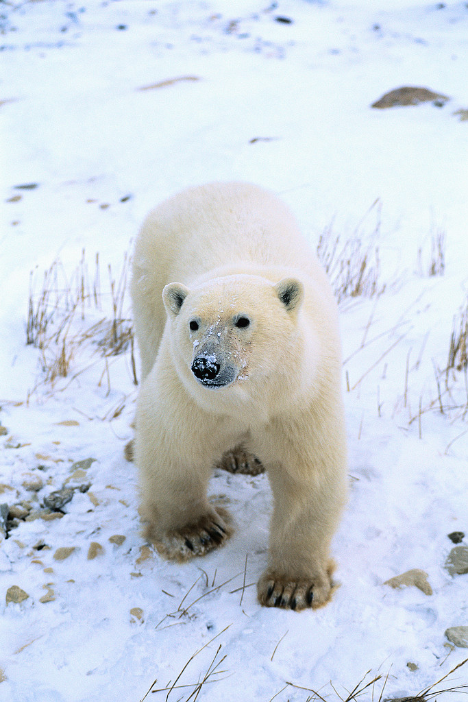 polarbear