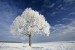 tree-and-frost-winter-landscape_644871