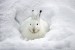 rabbit-snow-after-575x383